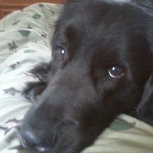 Meet your Posher, Frank